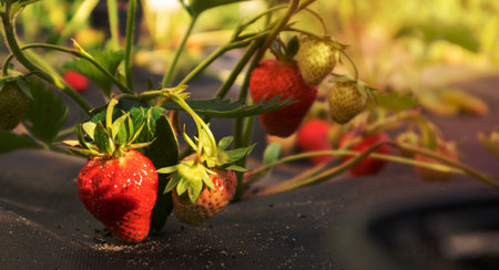 Picking fresh ripe organic big red strawberries outdoors in sunny weather at the plantation. Strawberry field on a fruit farm. A new crop of sweet open strawberries growing outside in the soilの写真素材