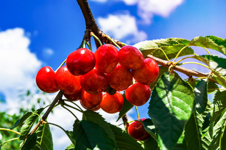 Photography on theme beautiful fruit branch cherry tree with natural leaves under clean sky, photo consisting of fruit branch cherry tree outdoors in rural, floral fruit branch cherry tree in gardenの写真素材