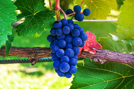 Photography on theme beautiful berry branch grape bush with natural leaves under clean sky, photo consisting of berry branch grape bush outdoors in rural, floral berry branch grape bush in big gardenの写真素材