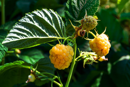 Photography on theme beautiful berry branch raspberry bush with natural leaves, photo consisting of berry branch raspberry bush outdoors in rural, floral berry branch raspberry bush in big gardenの写真素材