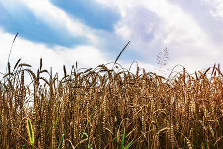 Photography on theme big wheat farm field for organic harvest, photo consisting of large wheat farm field for harvest on sky background, wheat farm field for harvest this natural nature autumn seasonの写真素材