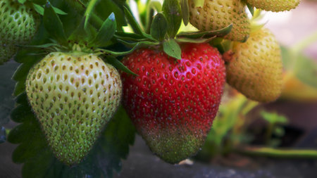 Picking fresh ripe organic big red strawberries outdoors in sunny weather at the plantation. Strawberry field on a fruit farm. A new crop of sweet open strawberries growing outside in the soilの写真素材