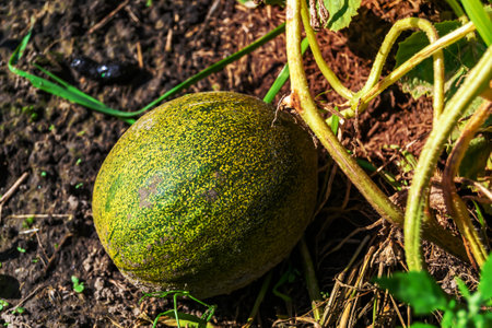 Photography to theme beautiful young fruit melon on background summer leaves, photo consisting of composition dessert fruit melon with thick skin, fruit melon it healthy diet for exquisite gourmetの写真素材