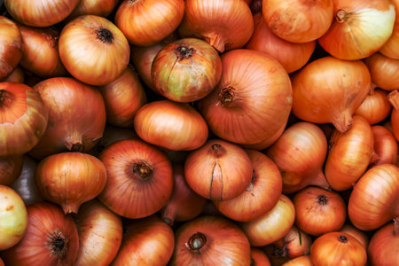 Photography on theme beautiful onion vegetable plant with napiform skin, photo consisting of onion vegetable plant outdoors in rural, onion vegetable plant from big ground field collected by farmerの写真素材
