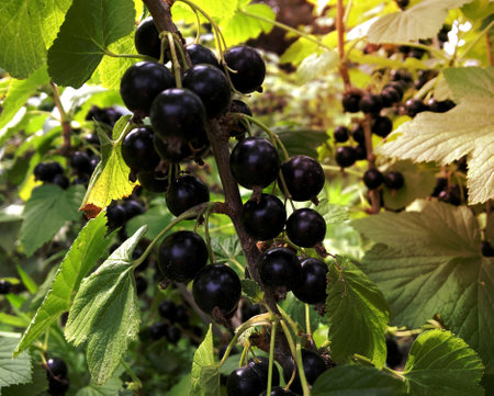 Sweet black berry currant growing on bush with leaves green, natural plant product hanging on branch. Currant photo consist of whole ripe berries, tasty product. Eat juiced berry currant on health.の写真素材