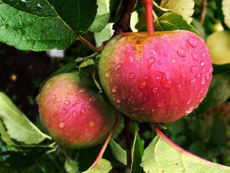 Sweet fruit apple growing on tree with leaves green, natural plant product hanging on branch. Apple photo consist of whole ripe raw fruit, tree with branches. Eat tasty juiced apples on health.の写真素材