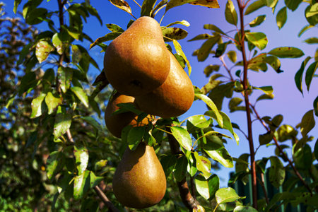 Photography on theme beautiful fruit branch pear tree with natural leaves under clean sky, photo consisting of fruit branch pear tree outdoors in rural, floral fruit branch pear tree in big gardenの写真素材