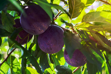 Photography on theme beautiful fruit branch plum tree with natural leaves under clean sky, photo consisting of fruit branch plum tree outdoors in rural, floral fruit branch plum tree in big gardenの写真素材