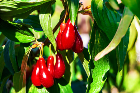 Photography to theme beautiful grow berry dogwood on background summer leaves, photo consisting of composition dessert bright berry dogwood, vivid berry dogwood it healthy diet for exquisite gourmetの写真素材