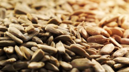 Sunflower seeds, peeled, without shell. Background of peeled not roasted seedsの写真素材