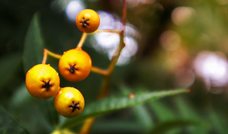 Ripe orange rowan berries close-up on a blurred background, growing in groups on the branches of a mountain ash. High quality photo with copy spaceの写真素材