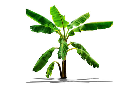 banana tree,green leaves pattern isolated on white background,include clipping pathの写真素材