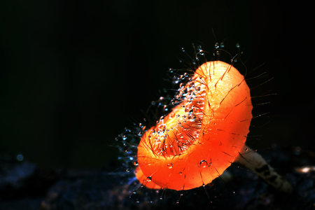 Cookeina tricholoma or Phylum Ascomycota with droplet on a dead wood in the rain forest

,Wild tropical orange mushrooms,green nature blur backgroundの写真素材