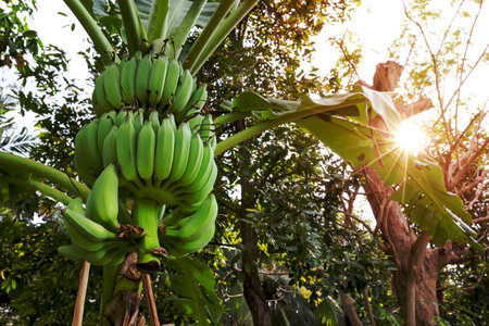 Banana tree with morning sunlightの写真素材