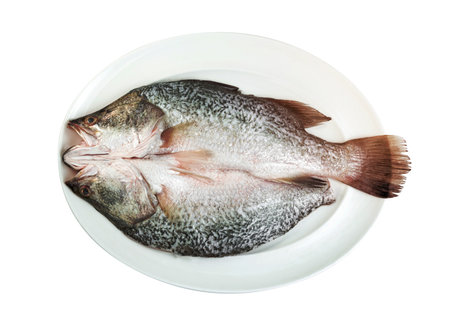 barramundi or seabass fish in dish isolated on white background ,include clipping pathの写真素材