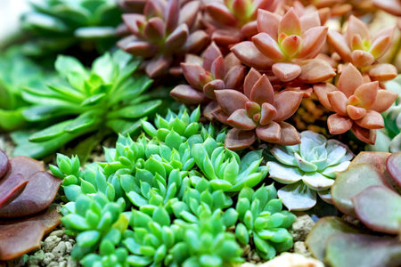 closeup various cactus plants in gardenの写真素材