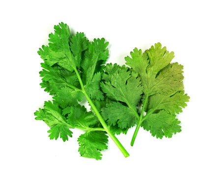 leaf Coriander or Cilantro isolated on white background ,Green leaves patternの写真素材
