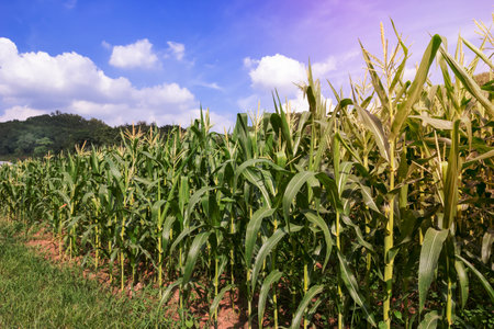 Corn farm with blue skyの写真素材