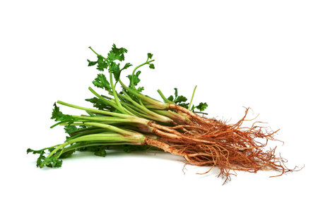 Coriander or Cilantro root isolated on white backgroundの写真素材