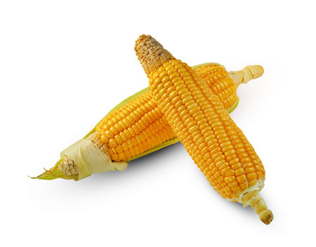 corn isolated on white backgroundの写真素材