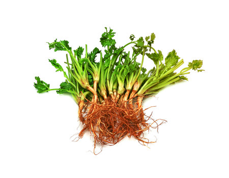 Coriander or Cilantro root isolated on white backgroundの写真素材