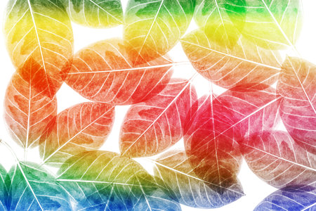 colorful leaves pattern,gradient color autumn leaf isolated on white backgroundの写真素材