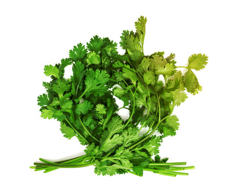 coriander isolated on white backgroundの写真素材