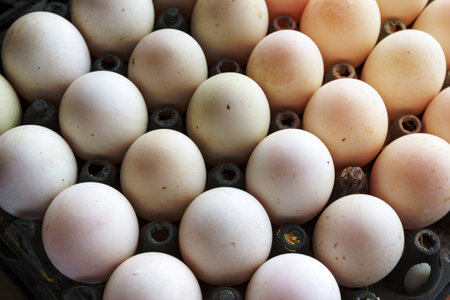 dirty eggs in plastic trayの写真素材