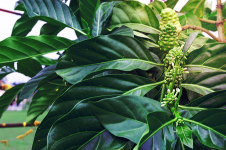 fresh noni in the gardenの写真素材