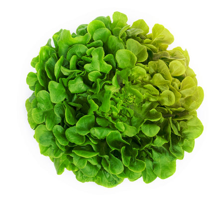Green oak lettuce leaf isolated on white backgroundの写真素材