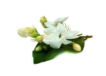 Jasmine flower isolated on white backgroundの写真素材
