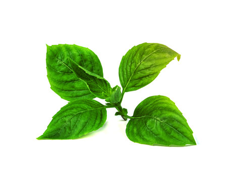 leaf  fresh basil isolated on white background ,Green leaves patternの写真素材