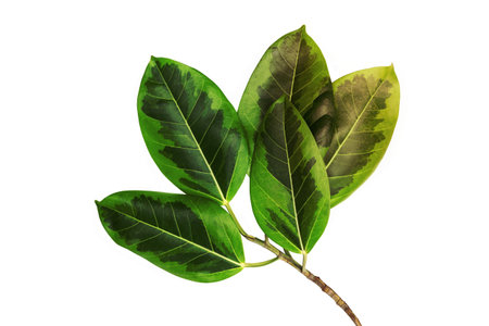Green leaves pattern, autumn plant leaf isolated on white background,Caricature plant or Graptophyllum Pictum,Ficus Elastica Variegataの写真素材