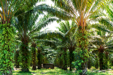 Green leaves pattern of Oil palm tree with fern in Thailandの写真素材