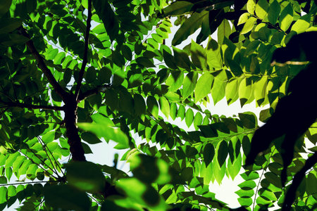 Green leaves pattern,star gooseberry tree in garden,Phyllanthus acidusの写真素材