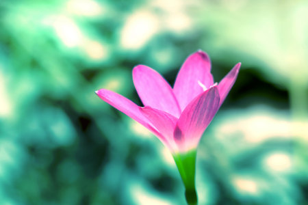closeup pink flower with blurred background,Zephyranthes grandifloraの写真素材