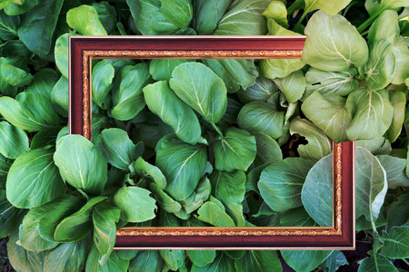 Green leaves pattern with antique picture frame,mustard greens,abstract background