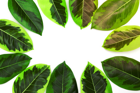 Green leaves pattern, autumn plant leaf isolated on white background,Caricature plant or Graptophyllum Pictum,Ficus Elastica Variegataの写真素材