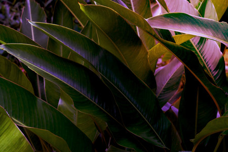 Green leaves pattern,tropical leaf bird of paradise for nature conceptの写真素材