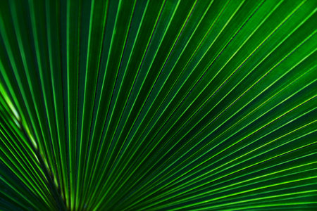 Green leaves texture,tropical leaf for nature background,leaf palm foliage treeの写真素材