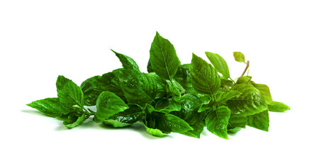 leaf  fresh basil isolated on white background ,Green leaves patternの写真素材