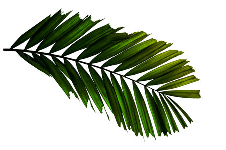 Green leaves pattern,tropical palm leaf isolated on white backgroundの写真素材