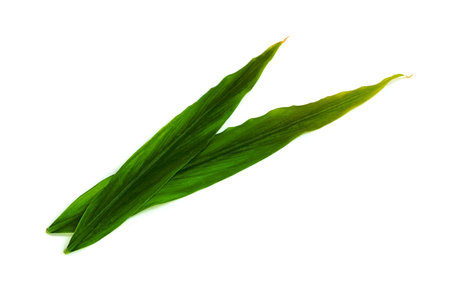 leaf  fresh ginger isolated on white background ,Green leaves pattern
