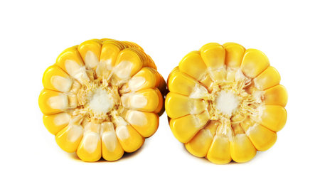 corn isolated on white backgroundの写真素材