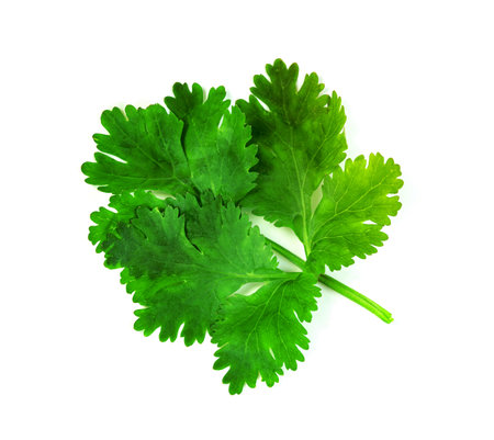 leaf Coriander or Cilantro isolated on white background ,Green leaves patternの写真素材