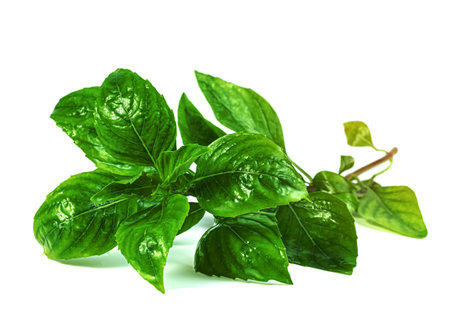 leaf  fresh basil isolated on white background ,Green leaves patternの写真素材