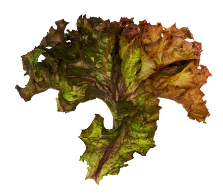 Red coral fresh lettuce leaves isolated on white backgroundの写真素材