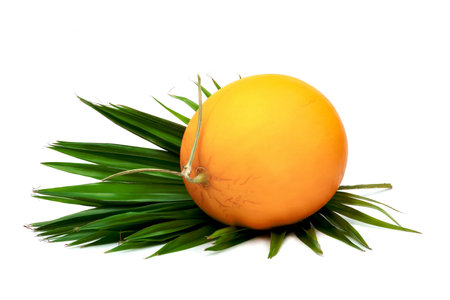 Orange cantaloupe melon smooth skin with leaf isolated on white backgroundの写真素材