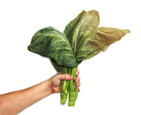 hand holding leaves of collards on background,Chinese kaleの写真素材