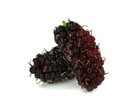 mulberries fruit isolated on a white backgroundの写真素材